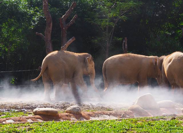 噴霧除臭系統(tǒng)-動(dòng)物園